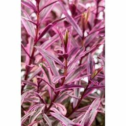 BAUHAUS Piardino Strauchveronika In Sorten Gemischt Hebe 'Magicolors', Blau -Gartenpflanzen Verkäufe 12 955