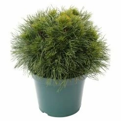 BAUHAUS Berg-Kiefer Pinus Mugo 'Varella', Topfvolumen: 2,3 L, Aktuelle Wuchshöhe: 15 Cm - 20 Cm