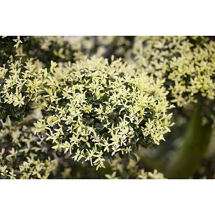 BAUHAUS Piardino Japan-Stechpalme Ilex Crenata 4 BAUHAUS Piardino Japan-Stechpalme Ilex Crenata – Bild 2