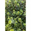 BAUHAUS Bergilex Ilex Crenata 'Glorie Dwarf'(S), Aktuelle Wuchshöhe: 20 Cm - 30 Cm -Gartenpflanzen Verkäufe 12 96