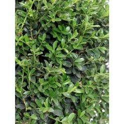 BAUHAUS Piardino Japan-Stechpalme Ilex Crenata 7 BAUHAUS Piardino Japan-Stechpalme Ilex Crenata -Gartenpflanzen Verkäufe 12 960