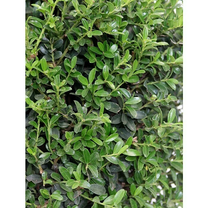 BAUHAUS Piardino Japan-Stechpalme Ilex Crenata 5 BAUHAUS Piardino Japan-Stechpalme Ilex Crenata – Bild 3