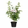 BAUHAUS Piardino Garteneibisch Hibiscus Syriacus, Topfgröße: 19 Cm -Gartenpflanzen Verkäufe 12 961