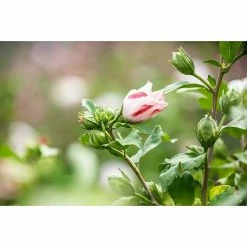 BAUHAUS Piardino Garteneibisch Hibiscus Syriacus, Topfgröße: 19 Cm -Gartenpflanzen Verkäufe 12 962