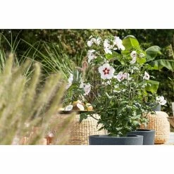 BAUHAUS Piardino Garteneibisch Hibiscus Syriacus, Topfgröße: 19 Cm -Gartenpflanzen Verkäufe 12 963