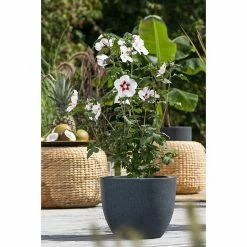 BAUHAUS Piardino Garteneibisch Hibiscus Syriacus, Topfgröße: 19 Cm -Gartenpflanzen Verkäufe 12 964