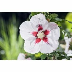 BAUHAUS Piardino Garteneibisch Hibiscus Syriacus, Topfgröße: 19 Cm -Gartenpflanzen Verkäufe 12 965