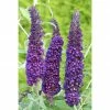 BAUHAUS Sommerflieder Buddleja Davidii 'Black Knight', Violett -Gartenpflanzen Verkäufe 12 97