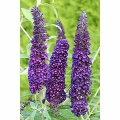 BAUHAUS Sommerflieder Buddleja Davidii 'Black Knight', Violett