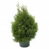BAUHAUS Hinoki-Scheinzypresse Chamaecyparis Obtusa 'Safton Spray', Aktuelle Wuchshöhe: 30 Cm - 50 Cm -Gartenpflanzen Verkäufe 12 971