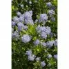 BAUHAUS Säckelblume Stämmchen Ceanothus Impressus 'Victoria', Blau -Gartenpflanzen Verkäufe 12 973