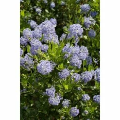BAUHAUS Säckelblume Stämmchen Ceanothus Impressus 'Victoria', Blau