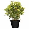 BAUHAUS Stachelblättrige Duftblüte Osmanthus Heterophyllus, Topfgröße: 17 Cm