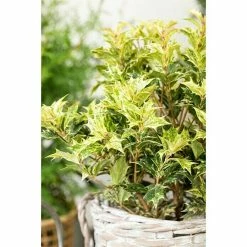 BAUHAUS Stachelblättrige Duftblüte Osmanthus Heterophyllus, Topfgröße: 17 Cm -Gartenpflanzen Verkäufe 12 976