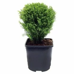 BAUHAUS Piardino Lebensbaum Teddy Thuja Occidentalis 'Teddy'