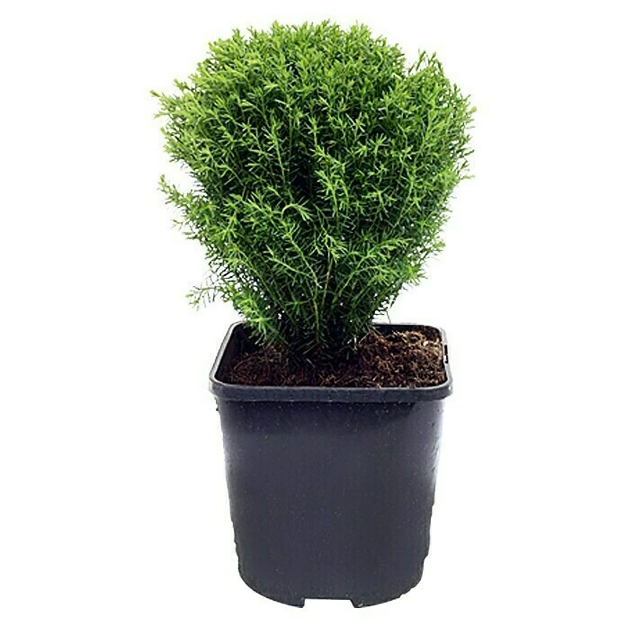 BAUHAUS Piardino Lebensbaum Teddy Thuja Occidentalis 'Teddy' 3 BAUHAUS Piardino Lebensbaum Teddy Thuja Occidentalis 'Teddy'