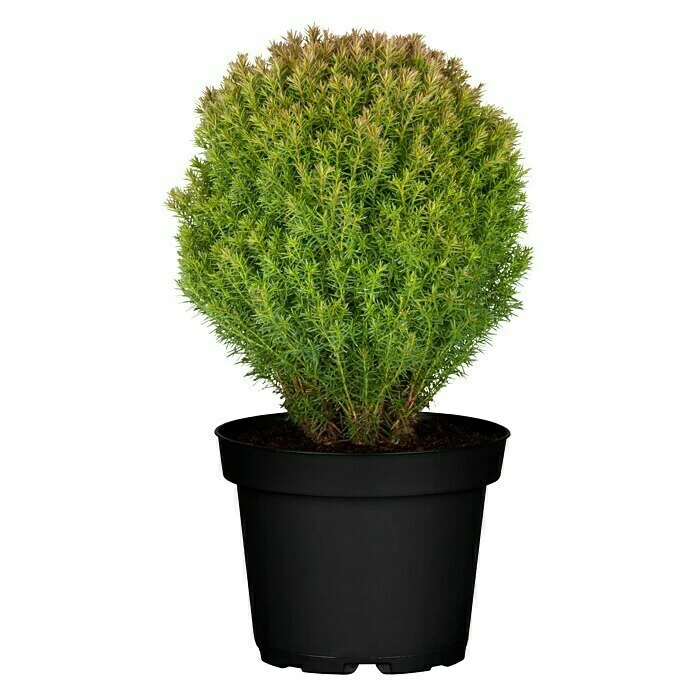 BAUHAUS Piardino Lebensbaum Teddy Thuja Occidentalis 'Teddy' 4 BAUHAUS Piardino Lebensbaum Teddy Thuja Occidentalis 'Teddy' – Bild 2