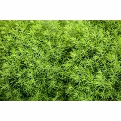 BAUHAUS Piardino Lebensbaum Teddy Thuja Occidentalis 'Teddy' 7 BAUHAUS Piardino Lebensbaum Teddy Thuja Occidentalis 'Teddy' -Gartenpflanzen Verkäufe 12 979