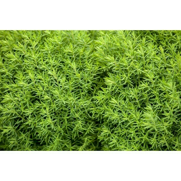 BAUHAUS Piardino Lebensbaum Teddy Thuja Occidentalis 'Teddy' 5 BAUHAUS Piardino Lebensbaum Teddy Thuja Occidentalis 'Teddy' – Bild 3