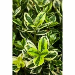 BAUHAUS Piardino Spindelstrauch Euonymus Japonicus, Artenabhängig -Gartenpflanzen Verkäufe 12 981