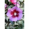 BAUHAUS Garteneibisch Hibiscus Syriacus 'Purple Pillar'®(S), Aktuelle Wuchshöhe: 40 Cm - 60 Cm -Gartenpflanzen Verkäufe 12 982