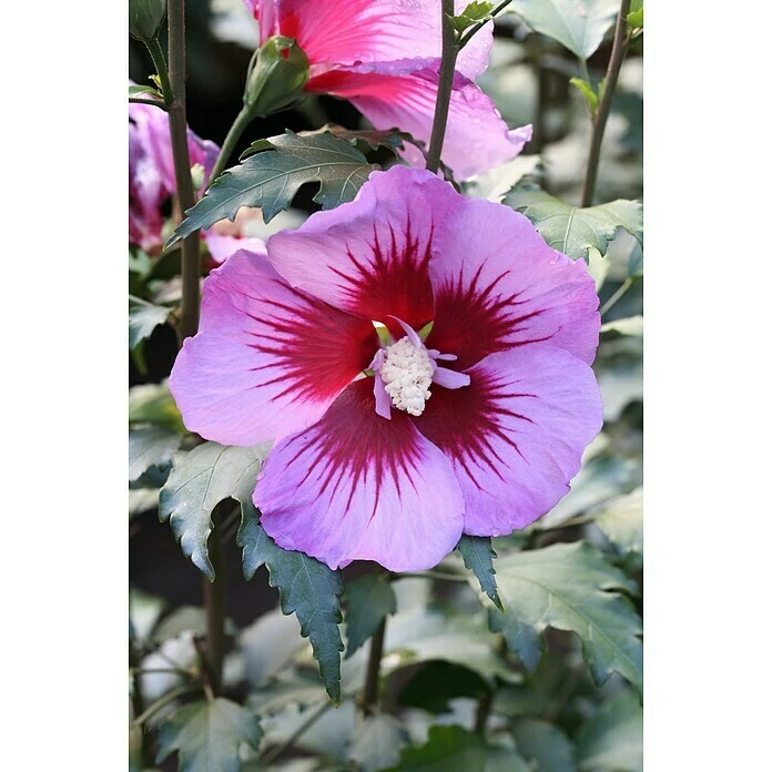 BAUHAUS Garteneibisch Hibiscus Syriacus 'Purple Pillar'®(S), Aktuelle Wuchshöhe: 40 Cm - 60 Cm 3 BAUHAUS Garteneibisch Hibiscus Syriacus 'Purple Pillar'®(S), Aktuelle Wuchshöhe: 40 Cm - 60 Cm