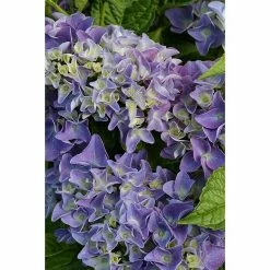 BAUHAUS Bauernhortensie Hydrangea Macrophylla 'Music-Collection'® 'Blue Boogiewoogie®, Blau