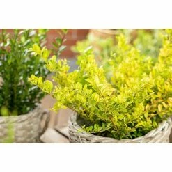 BAUHAUS Piardino Bergilex Ilex Crenata 'Golden Gem', Topfgröße: 17 Cm -Gartenpflanzen Verkäufe 12 985