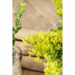 BAUHAUS Piardino Bergilex Ilex Crenata 'Golden Gem', Topfgröße: 17 Cm -Gartenpflanzen Verkäufe 12 986