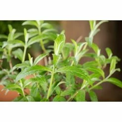 BAUHAUS Piardino Sommerflieder Buddleja Davidii, Artenabhängig 5 BAUHAUS Piardino Sommerflieder Buddleja Davidii, Artenabhängig -Gartenpflanzen Verkäufe 12 988