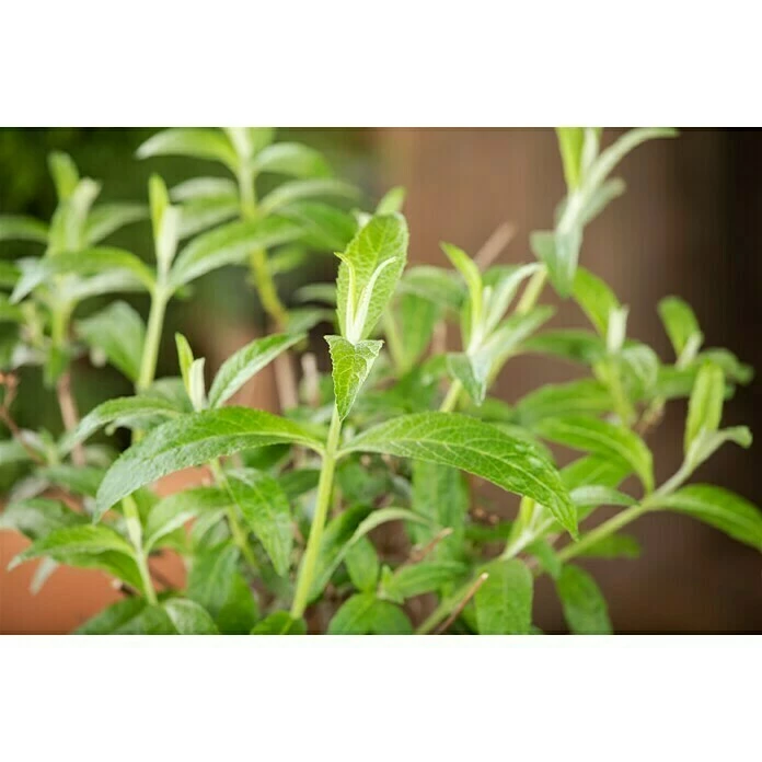 BAUHAUS Piardino Sommerflieder Buddleja Davidii, Artenabhängig 4 BAUHAUS Piardino Sommerflieder Buddleja Davidii, Artenabhängig – Bild 2