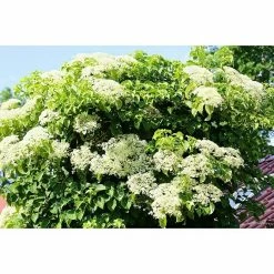 BAUHAUS Kletterhortensie Hydrangea Petiolaris 'Cordifolia', Topfvolumen: 3,4 L -Gartenpflanzen Verkäufe 12 99