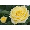 BAUHAUS Piardino Edelrose Rosa Hybride 'Diamonds Forever ®', Topfgröße: 19 Cm, Gelb 2 BAUHAUS Piardino Edelrose Rosa Hybride 'Diamonds Forever ®', Topfgröße: 19 Cm, Gelb -Gartenpflanzen Verkäufe 12 992