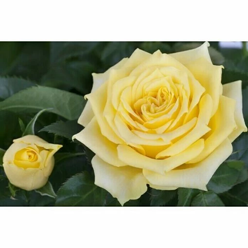 BAUHAUS Piardino Edelrose Rosa Hybride 'Diamonds Forever ®', Topfgröße: 19 Cm, Gelb -Gartenpflanzen Verkäufe 12 992