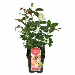 BAUHAUS Piardino Edelrose Rosa Hybride 'Diamonds Forever ®', Topfgröße: 19 Cm, Gelb -Gartenpflanzen Verkäufe 12 993