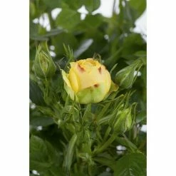 BAUHAUS Piardino Edelrose Rosa Hybride 'Diamonds Forever ®', Topfgröße: 19 Cm, Gelb -Gartenpflanzen Verkäufe 12 994