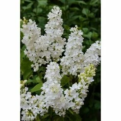 BAUHAUS Flieder Syringa Vulgaris 'Madame Florent Stepman'