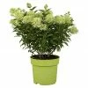 BAUHAUS Piardino Hortensie Hydrangea Paniculata, Artenabhängig 2 BAUHAUS Piardino Hortensie Hydrangea Paniculata, Artenabhängig -Gartenpflanzen Verkäufe 12 996
