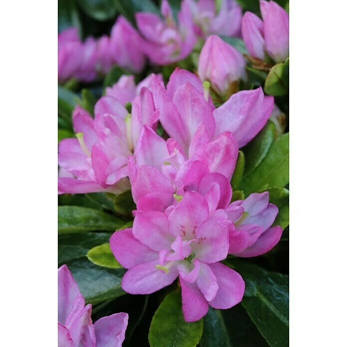 BAUHAUS Japanische Azalee Rhododendron Obtusum 'Negligé'® (S), Topfvolumen: 4,6 L, Hellrosa 3 BAUHAUS Japanische Azalee Rhododendron Obtusum 'Negligé'® (S), Topfvolumen: 4,6 L, Hellrosa