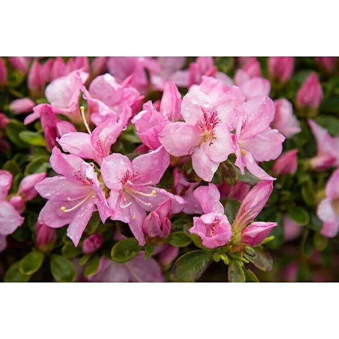 BAUHAUS Japanische Azalee Rhododendron Obtusum 'Negligé'® (S), Topfvolumen: 4,6 L, Hellrosa 4 BAUHAUS Japanische Azalee Rhododendron Obtusum 'Negligé'® (S), Topfvolumen: 4,6 L, Hellrosa – Bild 2