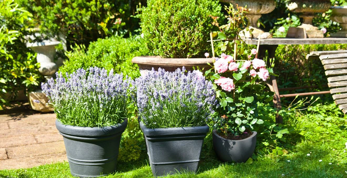 Gartenpflanzen Verkäufe -Gartenpflanzen Verkäufe 4